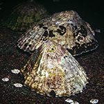 Patella vulgata